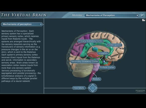 Virtual brain, with complex loading